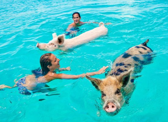 Nassau swimming pigs tour