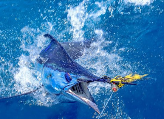 fishing-marlin-hook Nassau